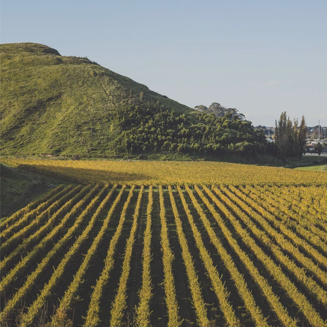 Luxury Accommodation Hawkes Bay, 415 Marine Parade vineyards