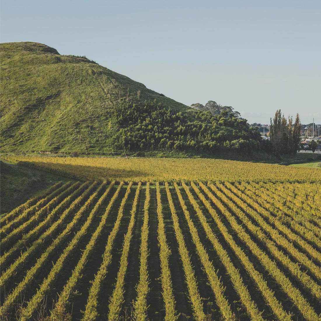 Luxury Accommodation Hawkes Bay, 415 Marine Parade vineyards